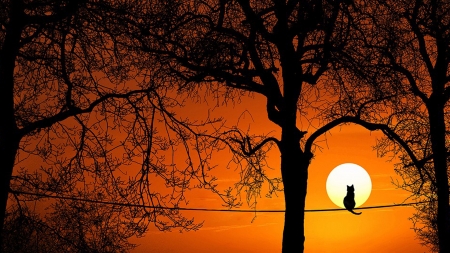 Cat on a Wire - moon, cat, trees, sunset, wire, full moon, tree, sunrise, firefox persona theme, line