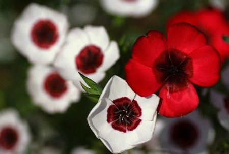 white red flowers - flowers, white, nature, red, photography, beauty, adorable