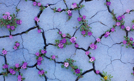 desert flowers - flowers, nature, amazing, photography, deserts, beauty