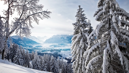 Winter landscape - trees, winter, beautiful, snow, landscape, forest, valley, mountain, view, frost