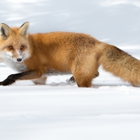 Red Fox Hunting