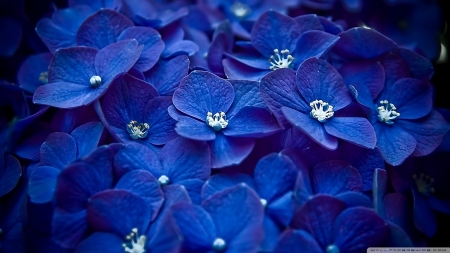 blue hydragea - beauty, nature, photography, blue, flowers, hydrangeas