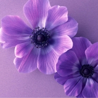 purple flowers