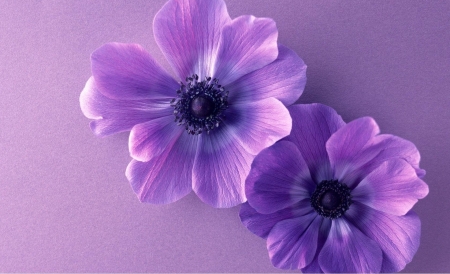 purple flowers - flowers, nature, purple, photography, beauty, lovely, still life