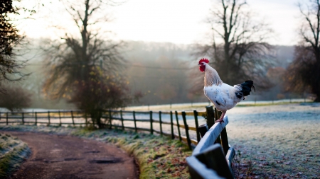 Can someone shut off that cock? - morning, winter, road, country, mist, nature, cock, frost, fog