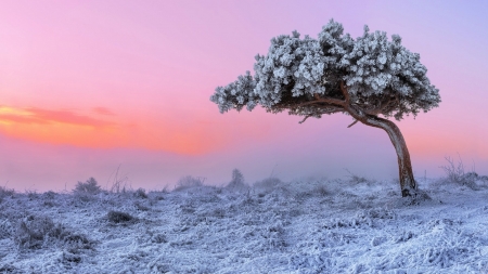 Winter Sunset - winter, sunset, snow, frost, tree