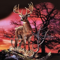 Red Sunset - Deer