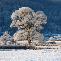 Frosty tree