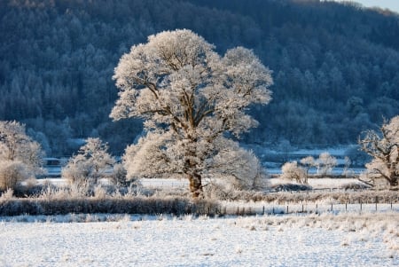 Frosty tree - winter, beautiful, cold, frost, mountain, tree