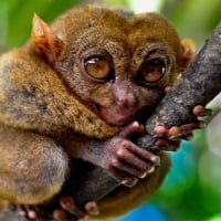 Tarsiers