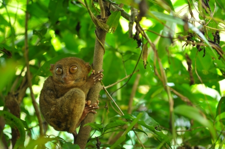 So Cute - tarsiers, trees, animals, beautiful, cute