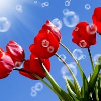 Tulips & Bubbles