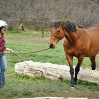 Cowgirl And Horse