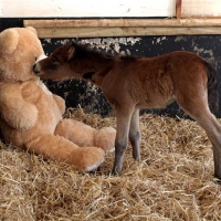 Orphan Baby Pony