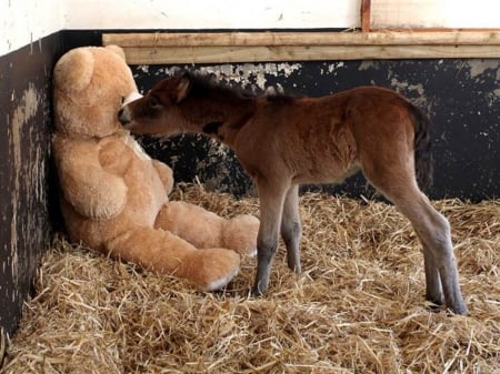 Orphan Baby Pony - pony, teddy bear, baby, orphan