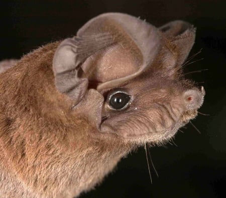 bat - rodent, bat, face, animal