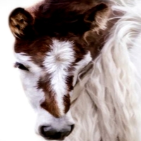 Beautiful Color Pattern Baby Horse
