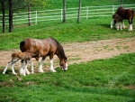 Budweiser Clydesdale