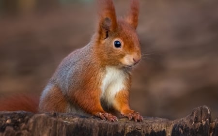 Squirrel - animal, vevetita, red, cute, squirrel