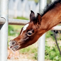 Funny Baby Horses