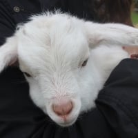 Little Lamb