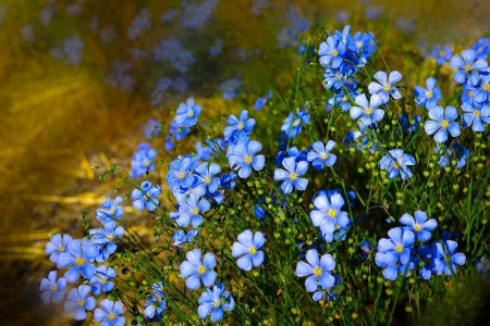 Flowers - flowers, nature, blue, beautiful