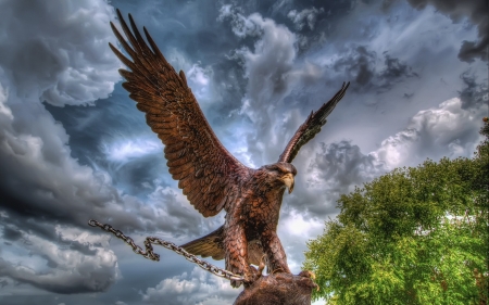 Eagle - photoshop, wallpaper, animals, birds