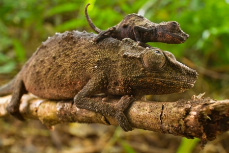 chameleons - lizard, animal, reptile, chameleon