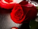 Red Rose