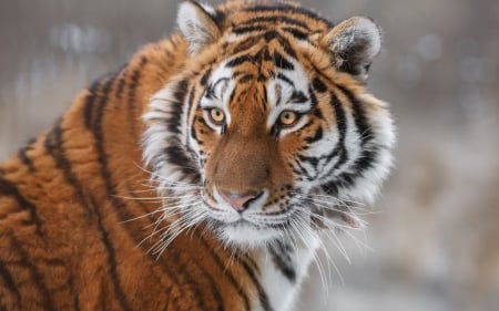 Tiger - animal, pisica, amur, tigru, tiger, big cat