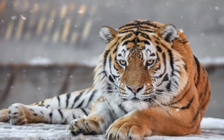 Tiger - amur, animal, iarna, winter, tiger, paw, tigru