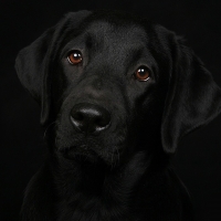 Labrador Wallpapers - Page 2 - Desktop Nexus