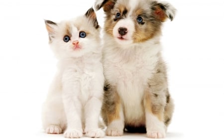 Friends - animal, cute, caine, puppy, cat, white, pisica, kitten, pet, dog