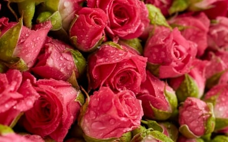 Roses - summer, carpet, flower, rose, pink, texture, trandafir, skin, green