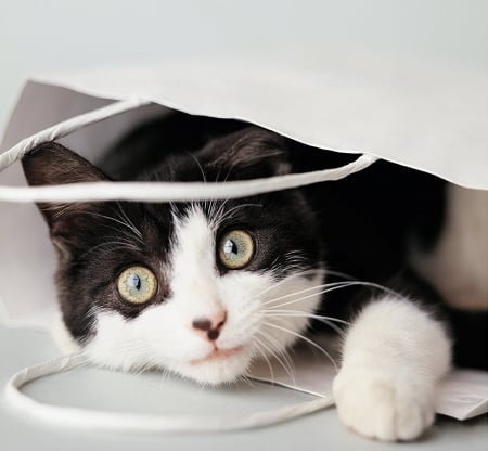 Cat in bag - white, pisica, animal, black, bag, cat, rachael hale