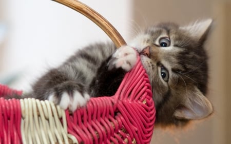 Kitten - paw, cat, pink, basket, pisica, cute, kitten