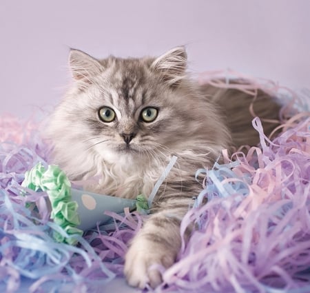 Cat - lilac, feather, pink, rachael hale, cat, pisica, animal, kitten, paw