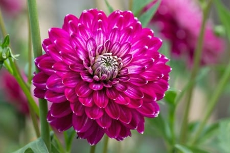 Dahlia - Dahlia, Petals, Flowers, Close up