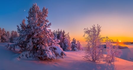 Dreamy Winter Sunset - sky, trees, landscape, snow, colors