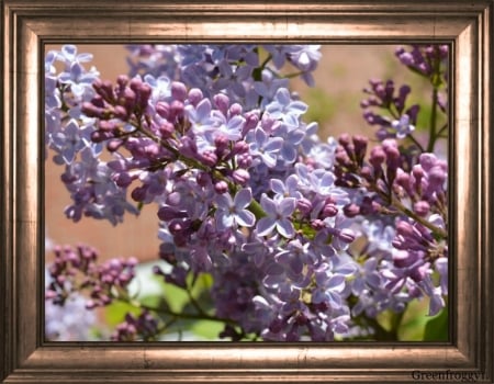 FRAMED LILACS - LILACS, IMAGE, FRAMED, PRETTY