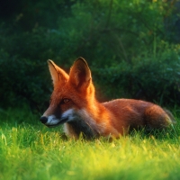 Red Fox Resting