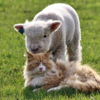 Cat And Lamb