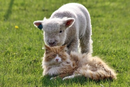 Cat And Lamb - sheep, baby, cat, cute, lamb