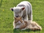 Cat And Lamb