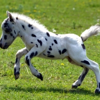 Mini Baby Horse With Spots