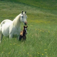 Spring Mother And Baby Horse