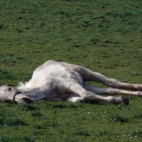 Grey Horse Sleeping