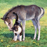 Grey  Baby  Horse And Cat