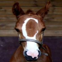 Baby Horse