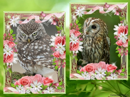 TWO OWLS